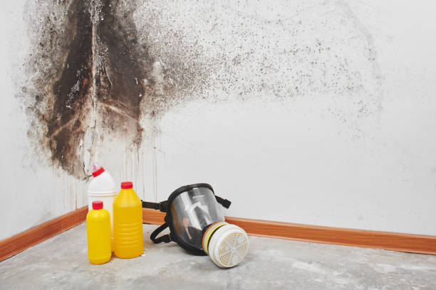 Best Emergency Mold Removal  in Basye, VA