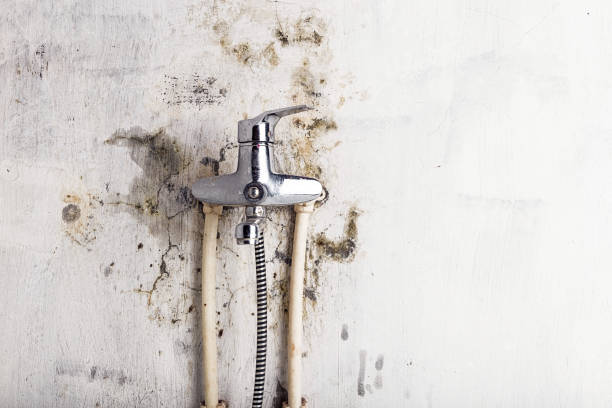  Basye, VA Mold Removal Pros