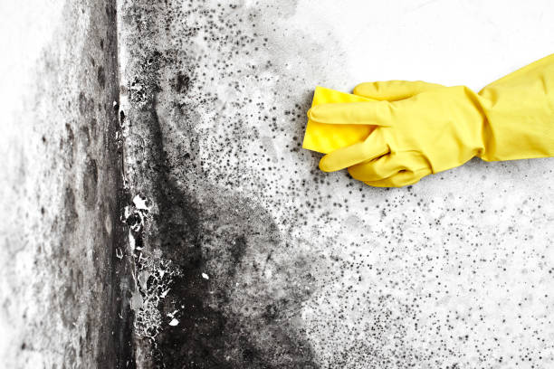 Best Mold Removal Company Near Me  in Basye, VA