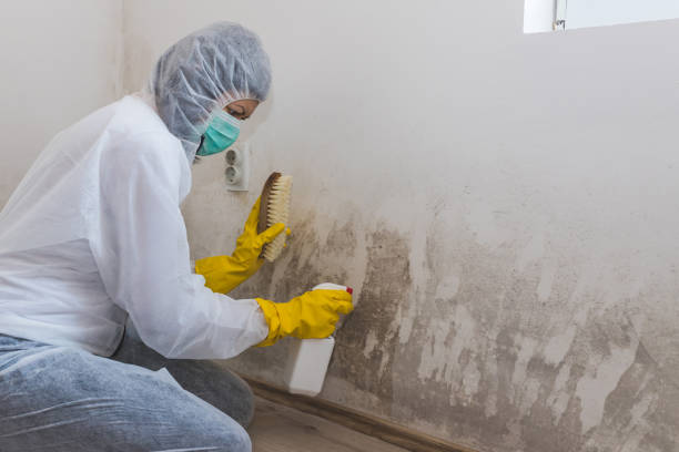 Best Mold Testing  in Basye, VA