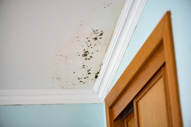 Best Mold Testing  in Basye, VA