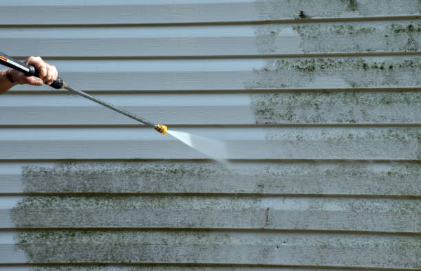 Best Professional Mold Removal  in Basye, VA