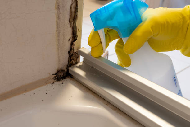 Best Toxic Mold Removal  in Basye, VA
