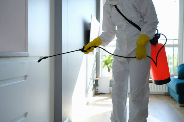 Best Mold Removal Specialists  in Basye, VA