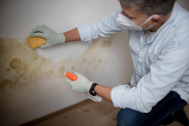 Best Home Mold Removal  in Basye, VA