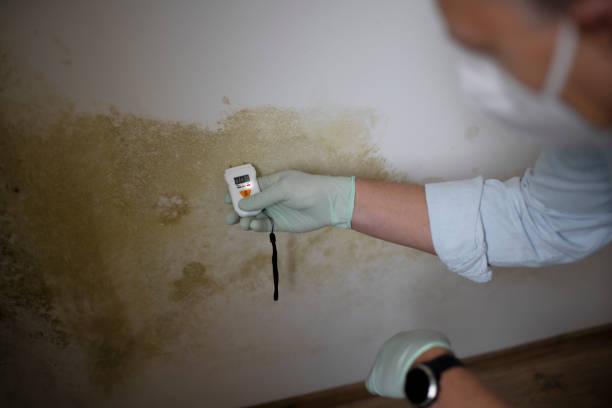 Best Mold Testing  in Basye, VA