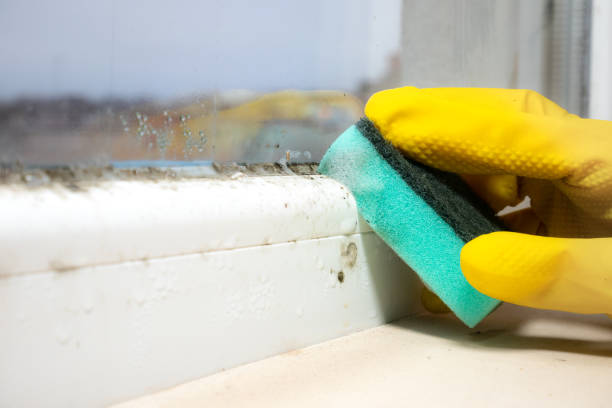 Best Emergency Mold Removal  in Basye, VA