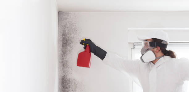 Best Office Mold Removal Services  in Basye, VA