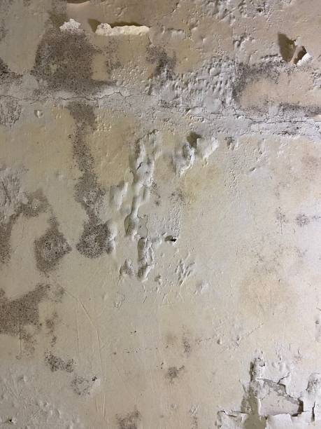 Best Local Mold Removal Service  in Basye, VA