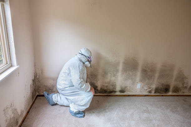 Best Mold Removal Near Me  in Basye, VA