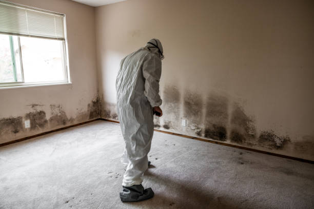 Best Same-Day Mold Removal  in Basye, VA