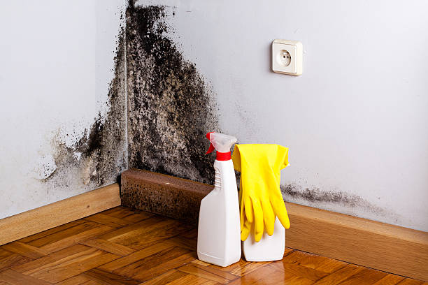 Best Fast Mold Removal  in Basye, VA