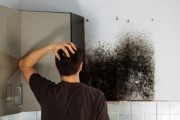 Best Commercial Mold Removal  in Basye, VA