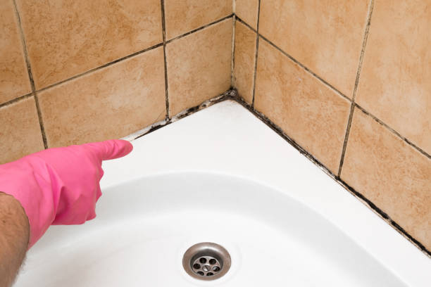 Mold Removal and Inspection in Basye, VA