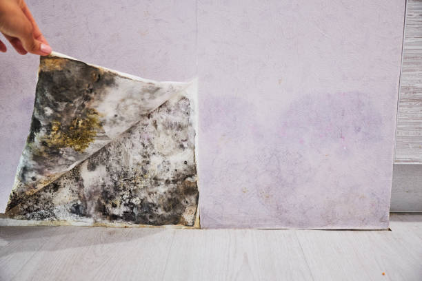 Best Mold Remediation  in Basye, VA